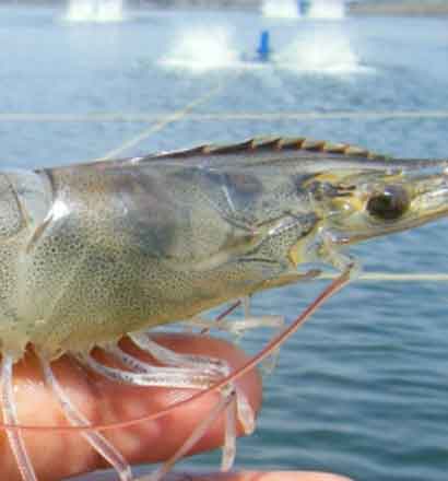 Seafood Supply